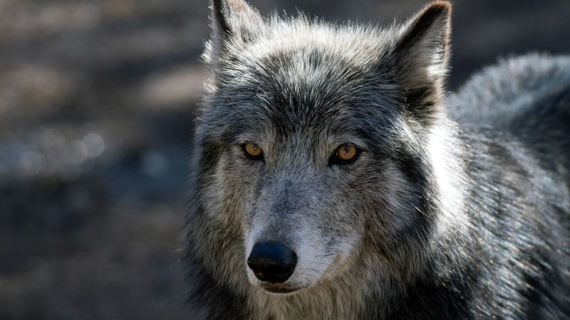 In Colorado, ranchers aren’t allowed to kill this apex predator. Right here’s why