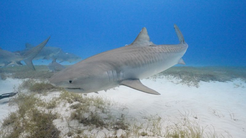 What tiger sharks can train us in regards to the well being of the oceans