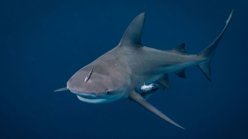 Find out how to survive a shark assault – or higher but, keep away from one fully