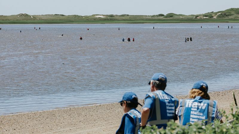 Greater than 100 Atlantic white-sided dolphins stranded off Cape Cod, Massachusetts