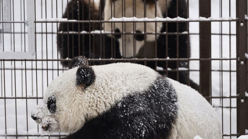 Finland zoo to ship large pandas again to China as a result of they’re too costly to maintain