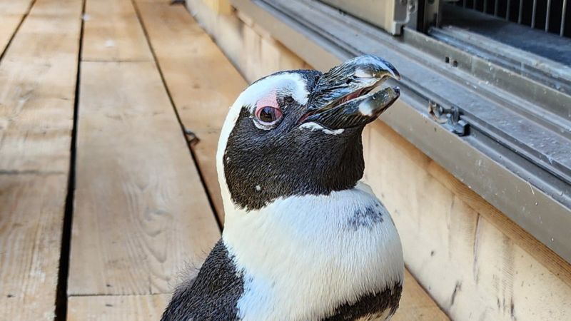 Cape penguin present in Japan after two weeks lacking at sea