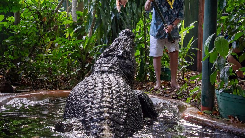 World’s largest captive crocodile dies in Australia aged greater than 100