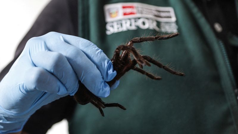 Smuggler arrested with 300 tarantulas strapped to his physique