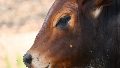 Livestock Disease Prompts Border Closure: Mexico’s Meat Market Surges, Texas Faces Economic Decline
