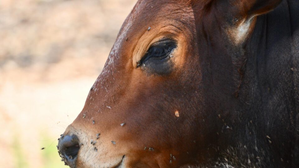 Livestock Disease Prompts Border Closure: Mexico’s Meat Market Surges, Texas Faces Economic Decline